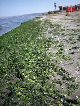 Un chien serait mort sur la Plage du Jaï à cause des algues