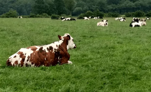 Une vache découpée et tuée dans son champ