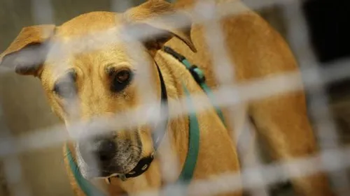 La France championne d'Europe des abandons d'animaux