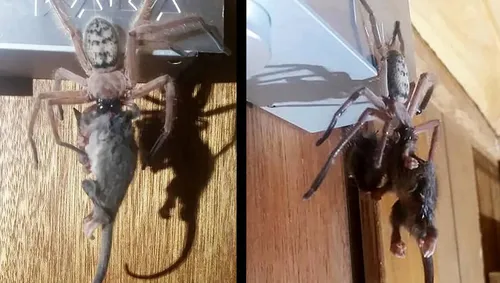 Australie : une araignée géante dévore un opossum