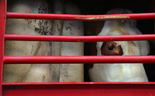 Canicule : le transport d’animaux interdit pour quelques jours