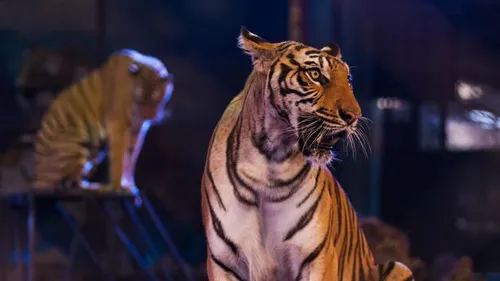 Italie : le dompteur d’un cirque tué par ses tigres