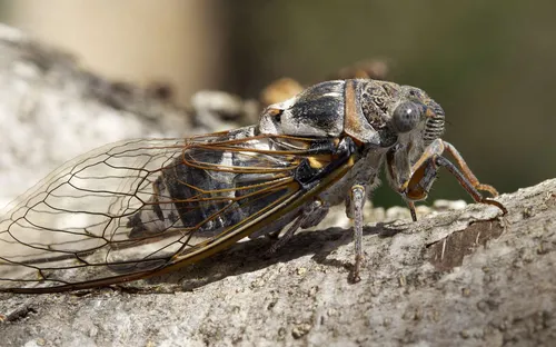 Agacé par le bruit, un touriste demande un produit pour tuer les...