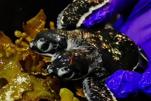 Une tortue à deux têtes naît en Malaisie