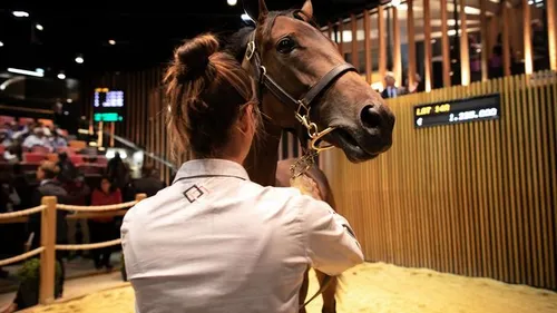 Un yearling vendu 1,6 million d'euros à Deauville