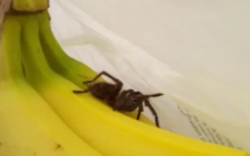 Une mygale découverte au rayon "fruits" d'un supermarché