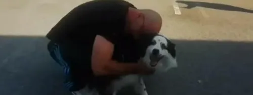 Adopté depuis trois mois en Gironde, le chien Gribouille rendu à...