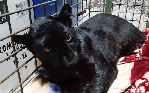 La panthère noire fugueuse d’Armentières a été volée au zoo de...