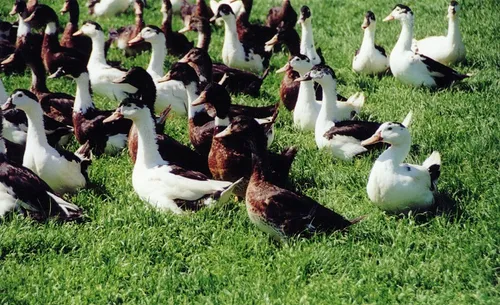 Accusés de caqueter trop fort, des canards face à la justice