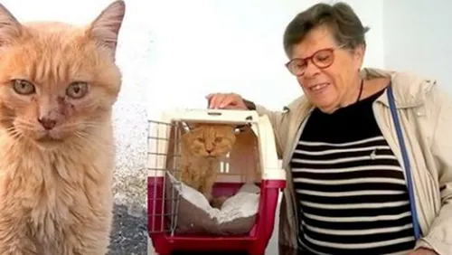 Elle retrouve son chat Noisette 10 ans après !