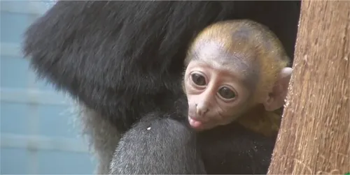 Zoo de la Palmyre : un singe menacé est né