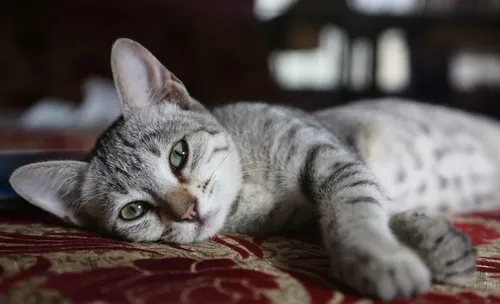 Italie : un couple survit à un glissement de terrain grâce à ses chats