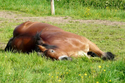 Un cheval fait le mort quand on veut lui monter dessus