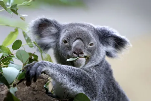 Incendie en Australie : des centaines de koalas en danger