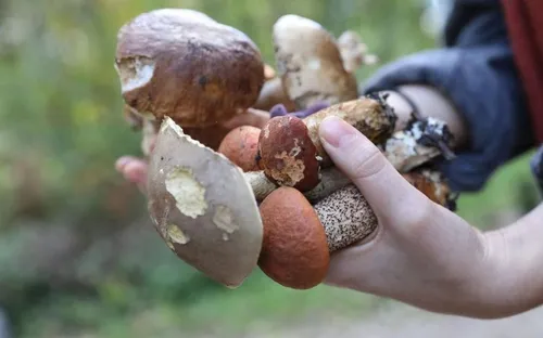 Intoxication aux champignons : un mort, deux hospitalisés