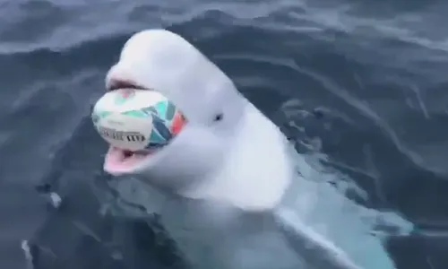 L'histoire du béluga qui joue avec un ballon de rugby, peut-être...