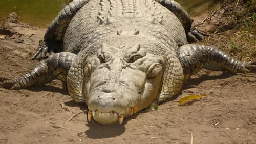 Il se bat avec un crocodile de 3 mètres et s'en sort