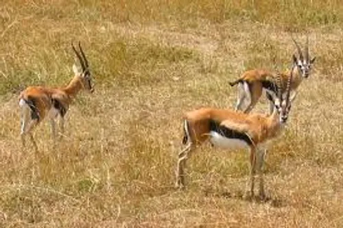 Des chasses d'animaux d'Afrique organisées en plein Texas