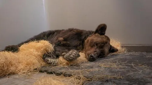 Après la mort de l’ours Mischa, Glasha et Bony à leur tour retirés...
