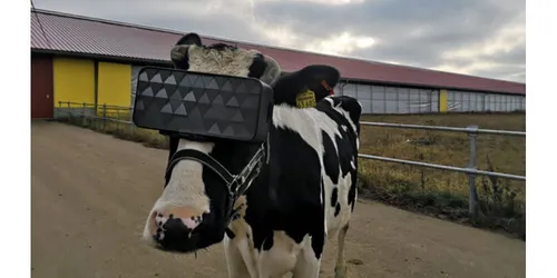 Des casques de réalité virtuelle pour les vaches afin de produire...