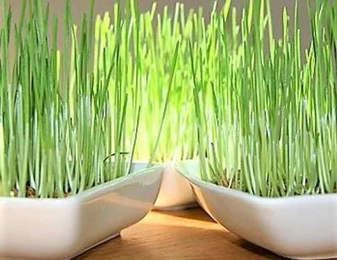 La Sainte-Barbe, une vraie tradition provençale !