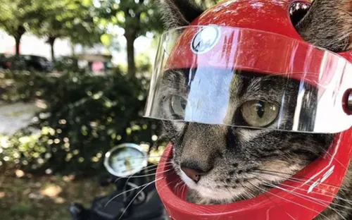 Instagram : Cathode, le chat sportif aux 50 000 followers