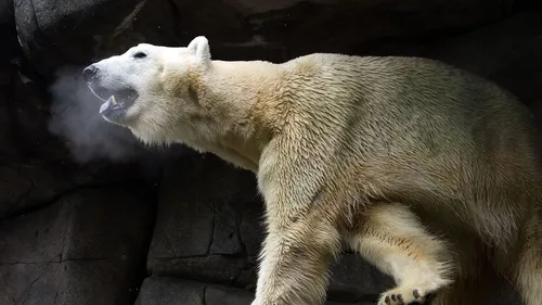 Zoo d’Amnéville : le cadavre d’un ours polaire tronçonné