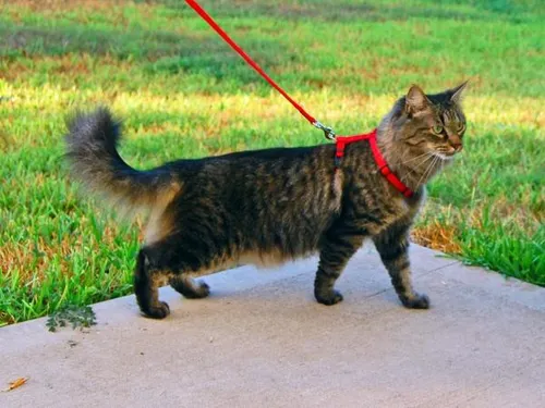 Une mairie prend un arrêté pour appeler à “tenir les chats en laisse”