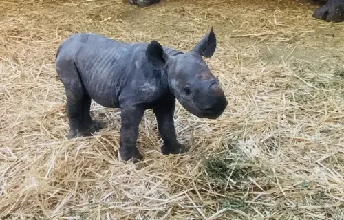 Un rhinocéros noir est né pour la première fois en France