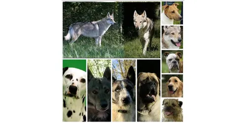 Onze chiens "acteurs" de cinéma meurent dans un incendie