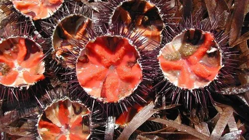 Sausset ouvre le bal des oursinades !