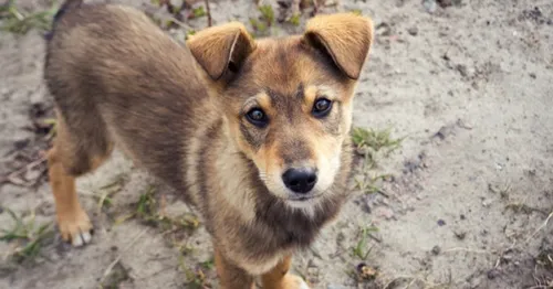 Près de 43 000 adoptions d'animaux en 2019, un record historique