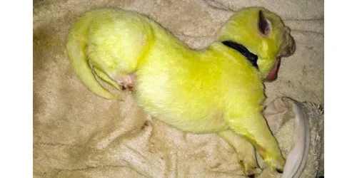 Un chiot est né avec un pelage fluo