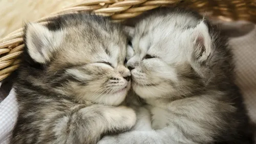 Dans cet escape game, vous pouvez adopter des chatons !