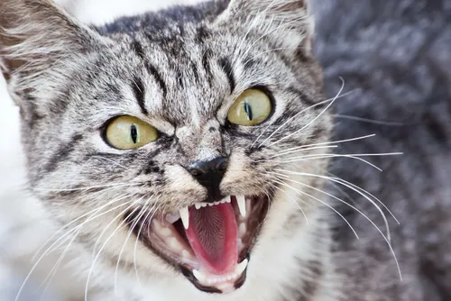 Séquestrée par son chat, elle reste enfermée dans sa cuisine...
