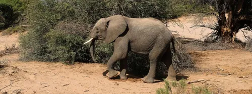 Sénégal : un éléphant observé en liberté pour la première fois...