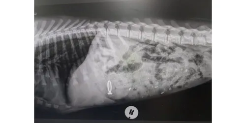 Un chien avale la bague de fiançailles de sa maîtresse