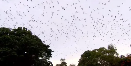 La ville d'Ingham envahie par des centaines de milliers de...