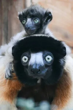 Naissance rare d'un bébé lémurien au zoo de Besançon