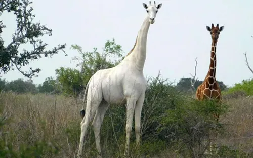 Kenya : l’unique girafe blanche femelle au monde tuée par des...