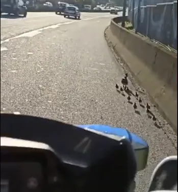 La police escorte des canetons sur le périphérique parisien