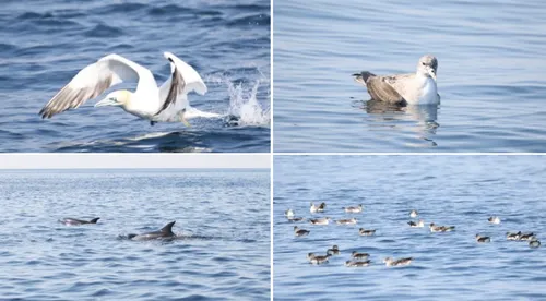 Avec le confinement, la faune et la flore du Parc national des...