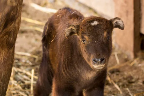 Naissance d'un bébé takin, espèce menacée dans un zoo d'Auvergne