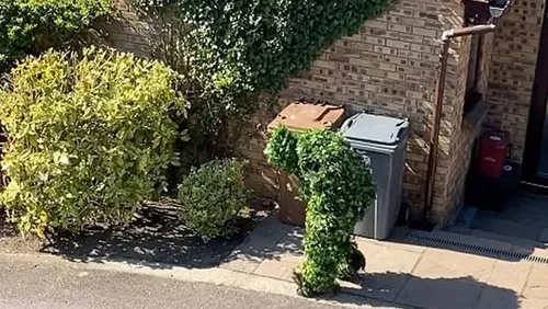 Un homme déguisé en buisson pour braver le confinement