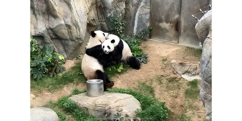 Dans un zoo déserté, des pandas s'accouplent après 10 ans d'attente