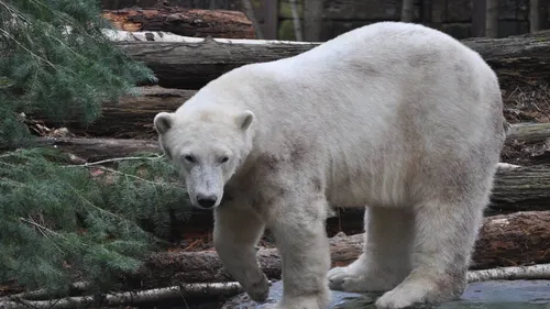 Un zoo perd ses visiteurs et craint de devoir tuer des animaux pour...