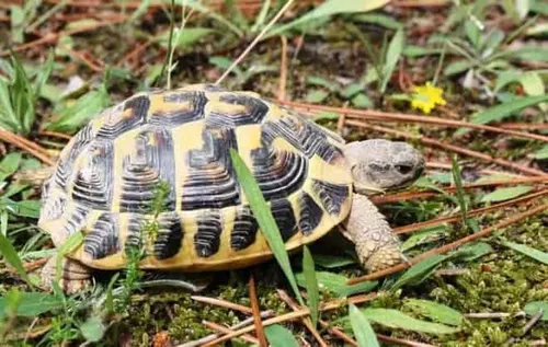 Elle promène sa tortue et écope de 400 euros d'amende