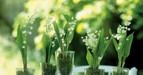 Le collectif La Fleur Française va offrir du muguet dans les Ehpad