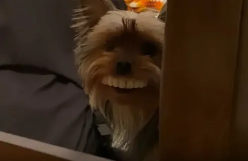 Un chien vole les fausses dents de son maître