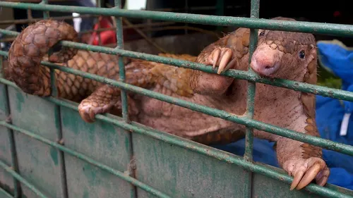 Coronavirus : malgré la pandémie, le trafic d'écailles de pangolins...